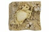 Fossil Crab (Potamon) Preserved in Travertine - Turkey #240450-2